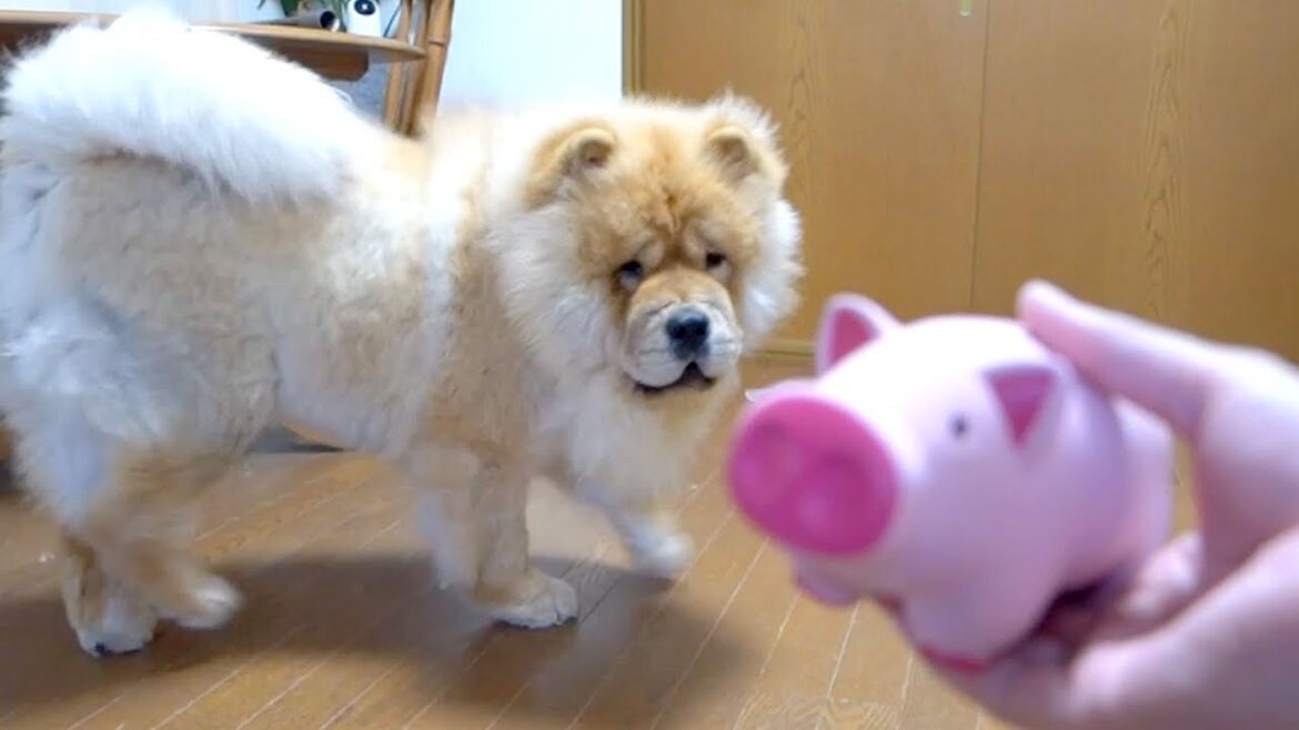 聞きなれない音が出るおもちゃに腰が引けるも次第に打ち解けていくチャウチャウ犬