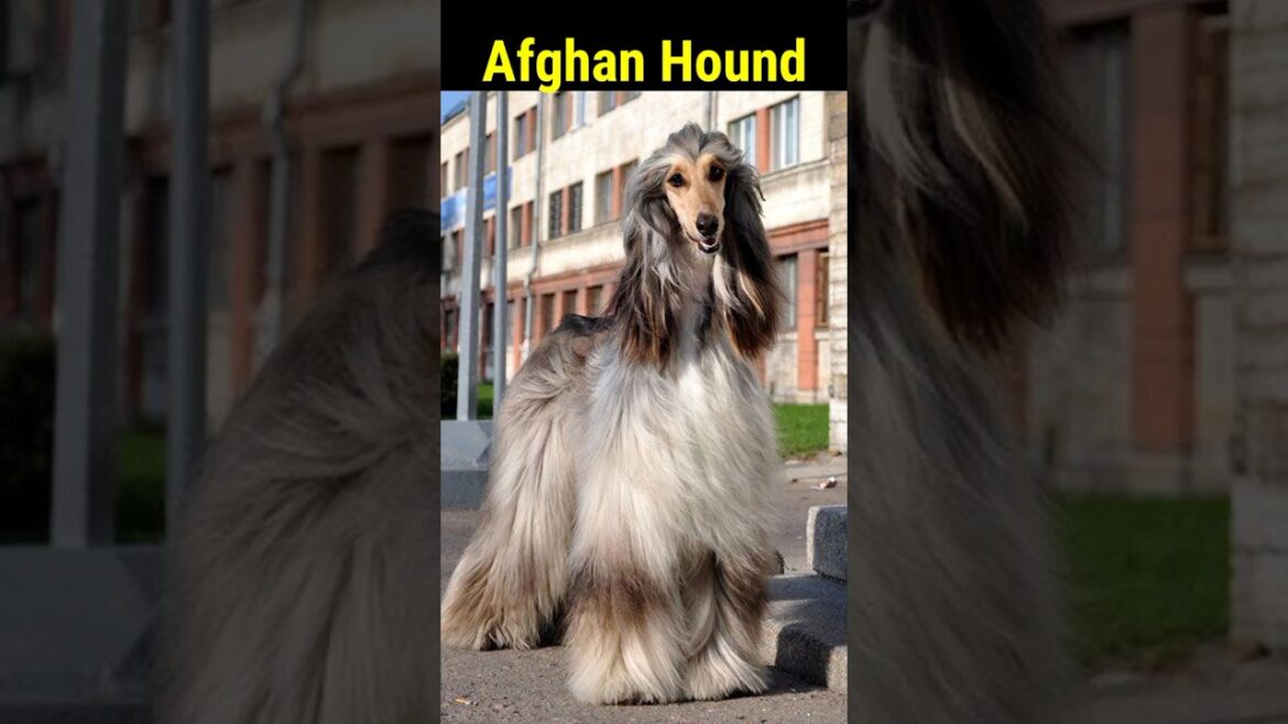 Afghan Hound Dog 🐕 #shorts #animal #facts #dog #afghanhound 🐶