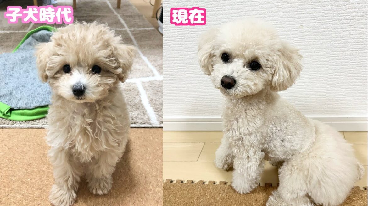 【質問】子犬の頃は1色だった三桜の体に茶色が出てきました…