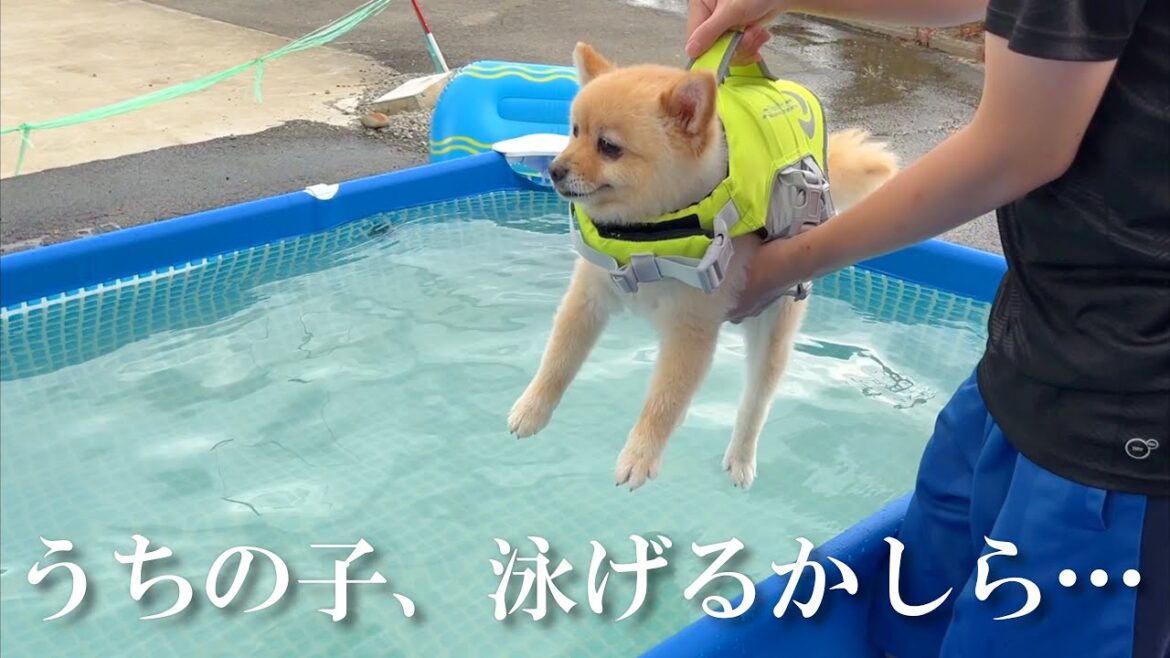 生まれて初めてプールで泳ぐ愛犬の姿に、胸が締め付けられました…
