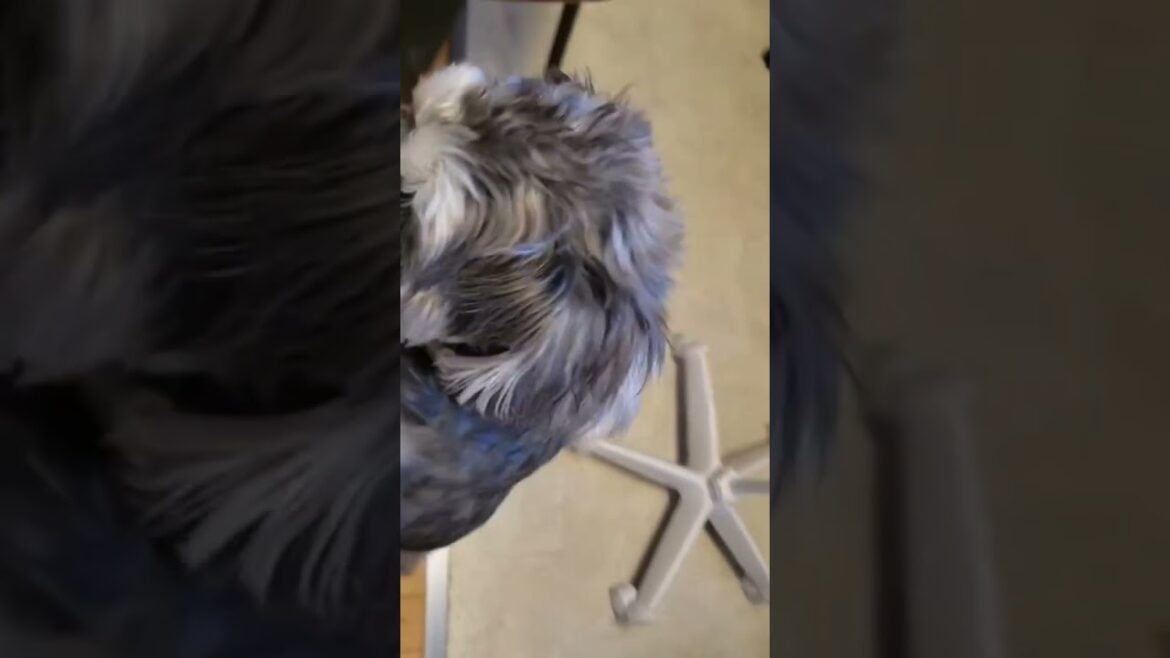 イタズラする時もある #かわいい犬 #ミニチュアシュナウザー