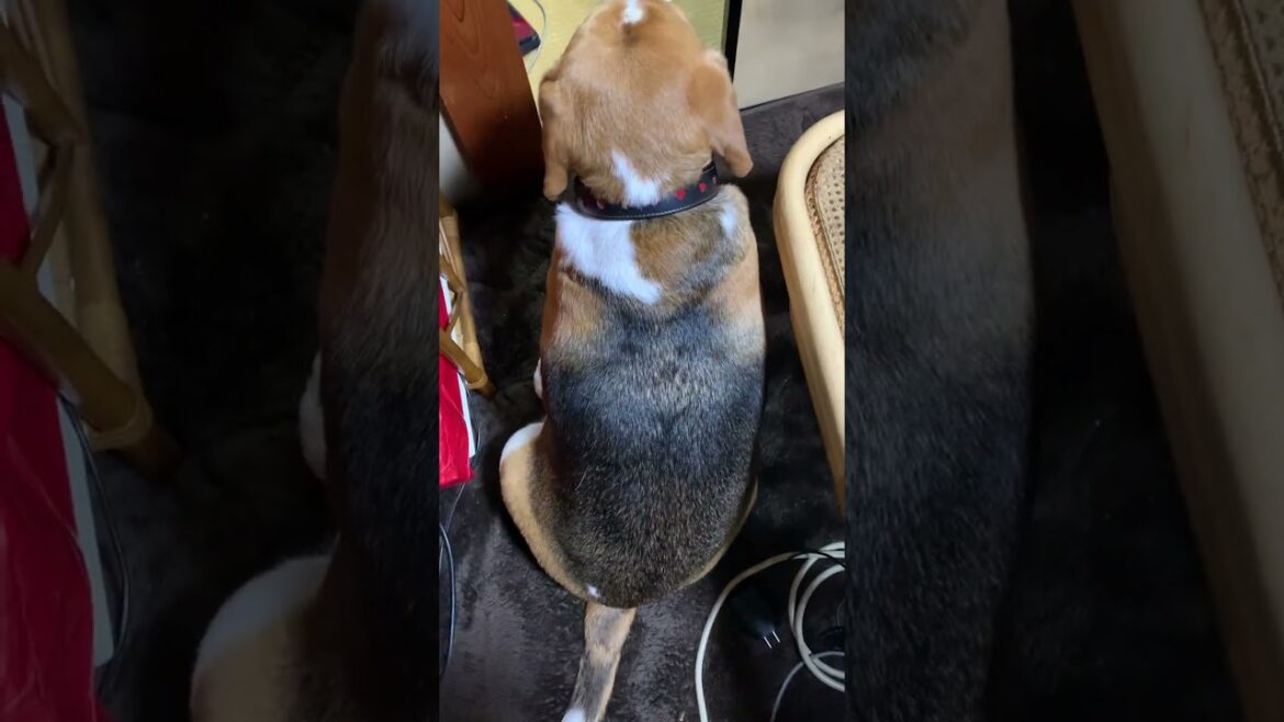 襖/ふすまを破壊したビーグル犬・・・