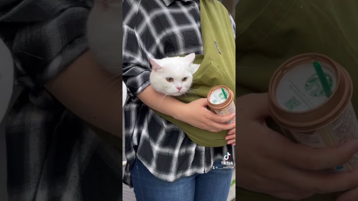 溺愛されるネコ #shorts #スコティッシュフォールド #猫 #ねこ #cat