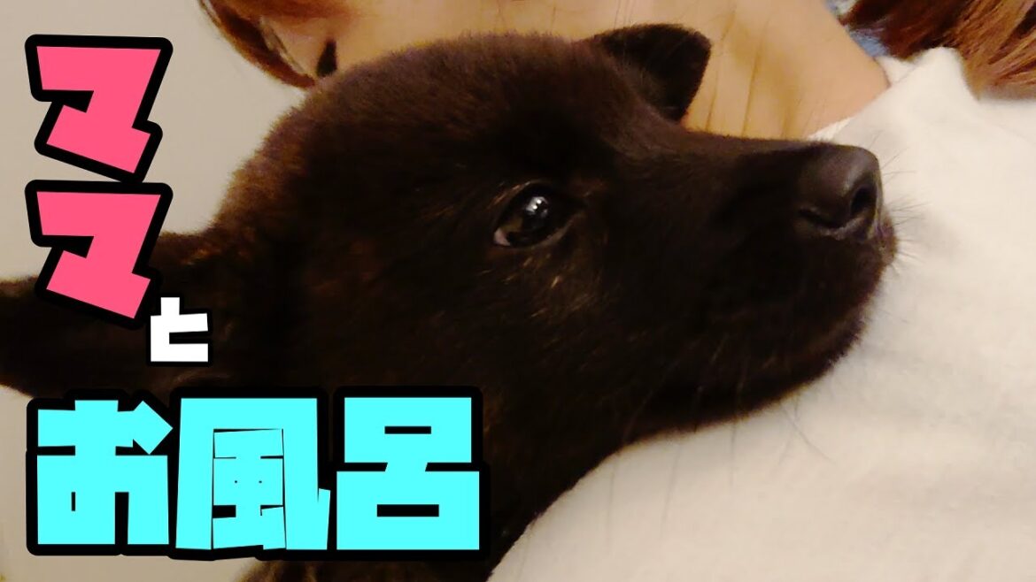 初めて甲斐犬をお風呂に入れた結果ママがずぶ濡れに…