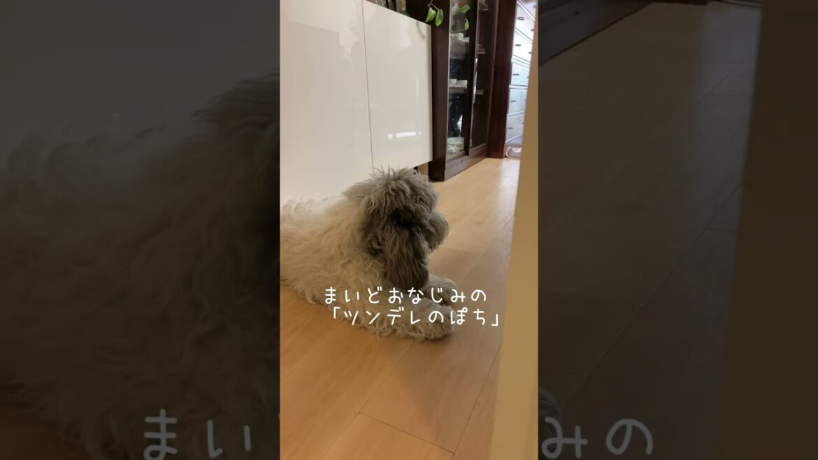 ❤︎ツンデレ犬にストーカーされています🚽