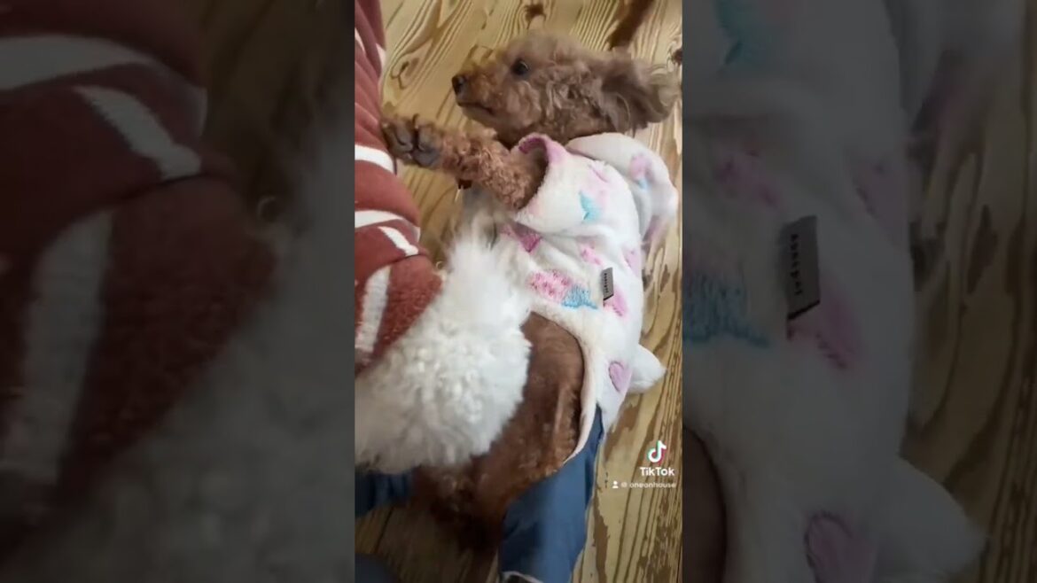 8.5キロのデカプーお洋服パツパツ。 #トイプードル #デカプー #大きいトイプードル　#犬 #shorts #犬の服