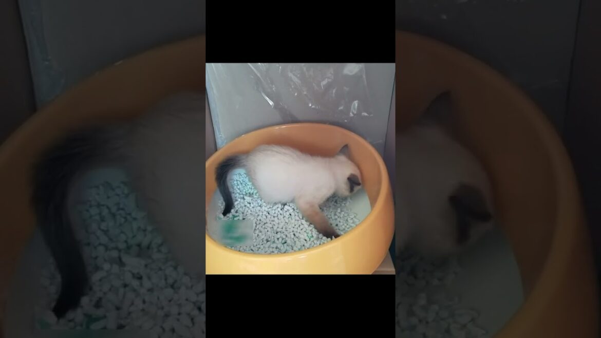 トイレの使い方をマスターする赤ちゃんシャム子猫👶 #Shorts