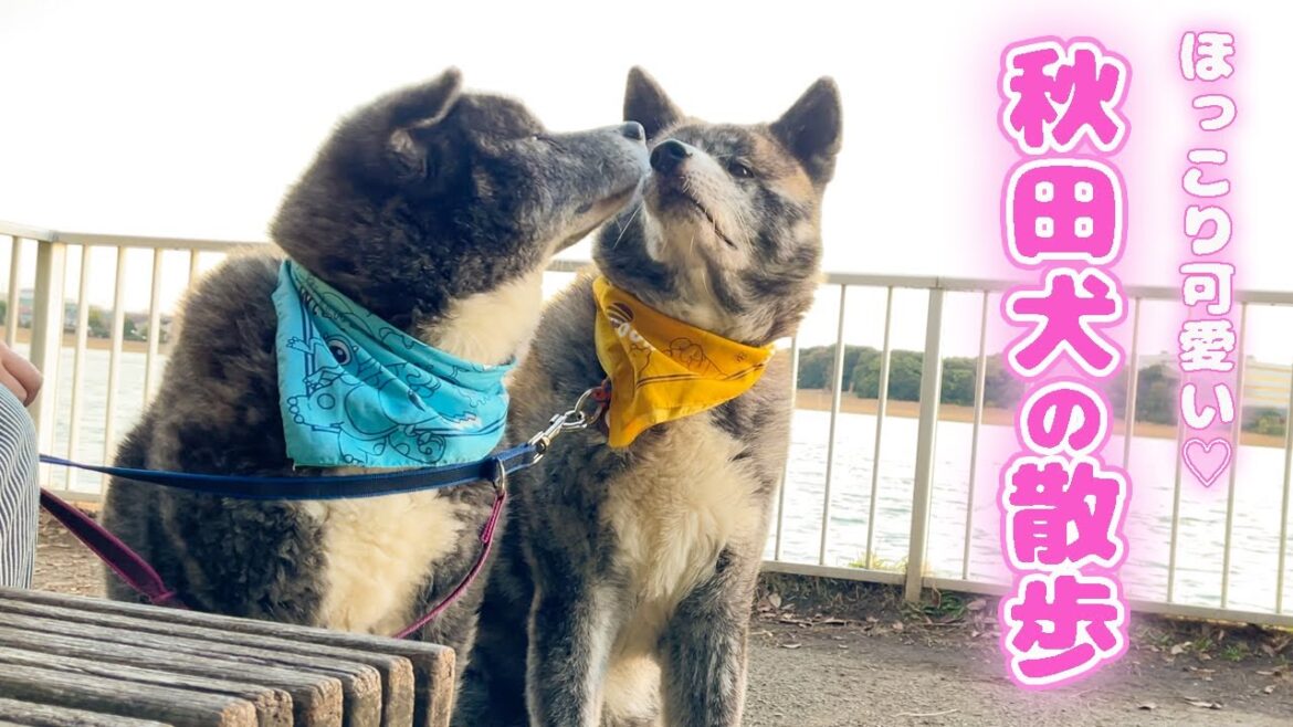 寒波でも元気にお散歩する秋田犬【虎毛】【大型犬】【akita dog】