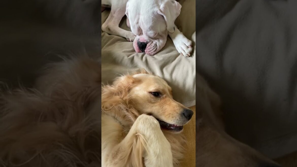 いい夢みてね😊おやすみ💤ゴールデンレトリバー　ボクサー