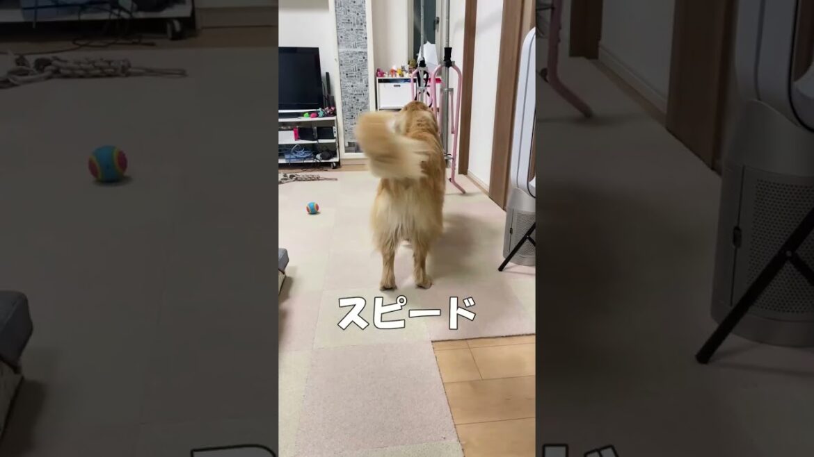 ばあばが来た瞬間にしっぽの速度が3倍になるクッキー【ゴールデンレトリバーとミニチュアダックスフンド】#shorts #箱入りクッキーはゴールデンレトリバー#goldenretriever ばあばが来た瞬間にしっぽの速度が3倍になるクッキー【ゴールデンレトリバーとミニチュアダックスフンド】#shorts #箱入りクッキーはゴールデンレトリバー#goldenretriever