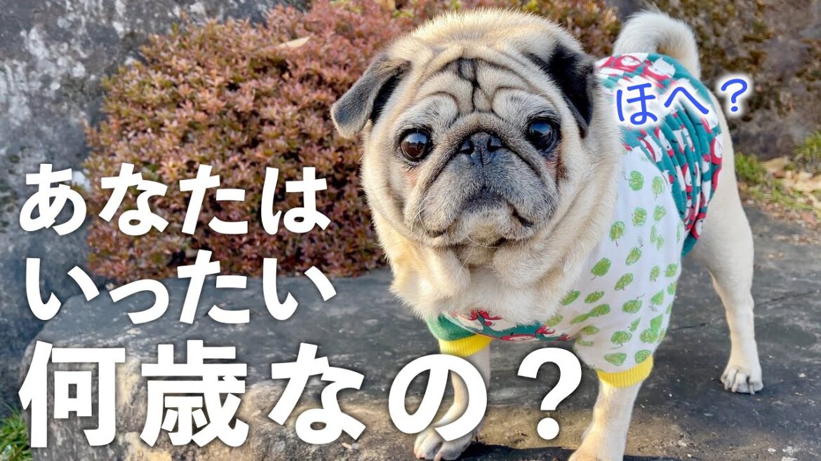 【検証】保護犬に初めて手作りごはんをあげてみたら|愛情が深まった1日｜片時も離れようとしないパグとの暮らし｜PUG VLOG