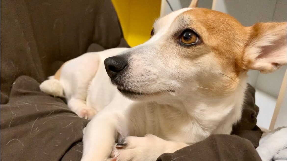 ダイソンを見た瞬間に態度が豹変するジャックラッセルテリア　Mira Jack Russell Terrier