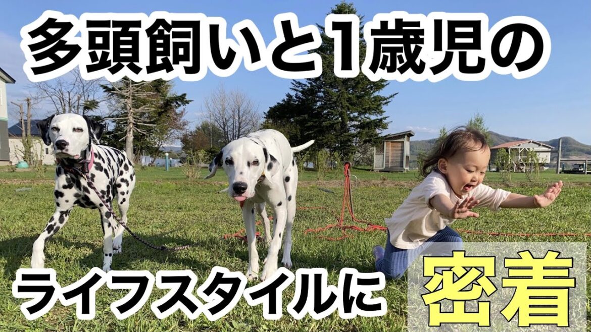【多頭飼いと子どもの生活】ダルメシアン２頭と一緒に暮らすと１歳児はどうなる？#多頭飼い#ダルメシアン#子ども