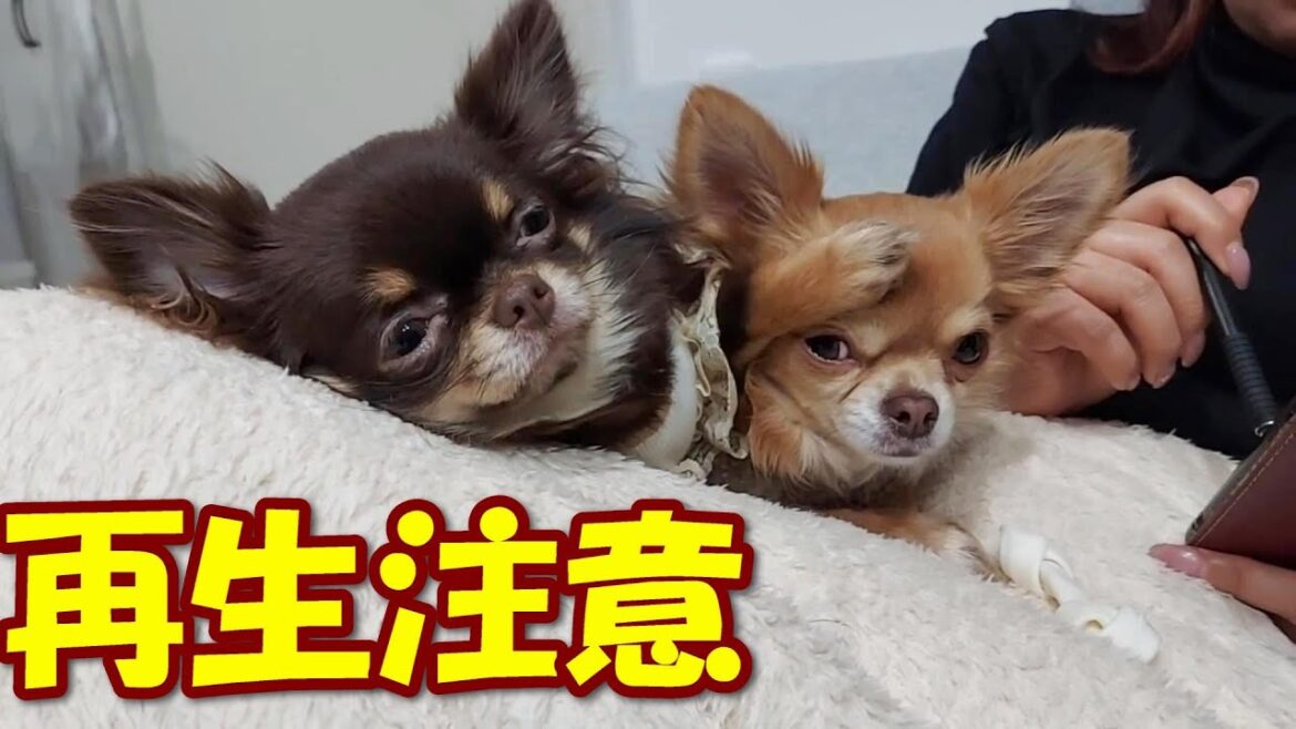 【チワワ】見ると切なくなってしまう動画