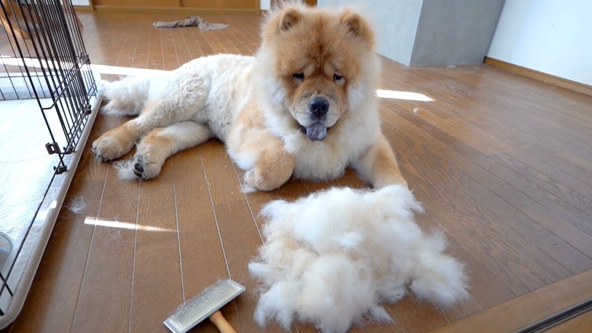 手だけでとんでもない量の毛を排出するチャウチャウ犬