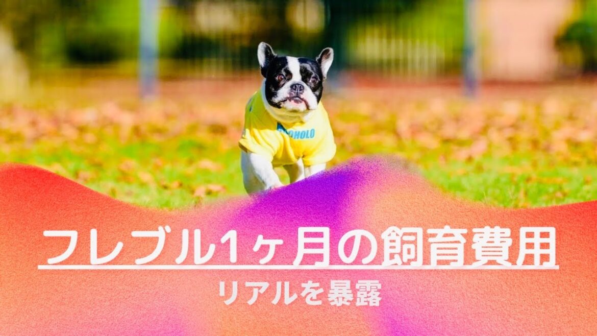 驚愕！😅フレンチブルドッグ１ヶ月にかかる費用をざっくり軽めに計算しただけなのに卒倒するという現実😂　#フレブル