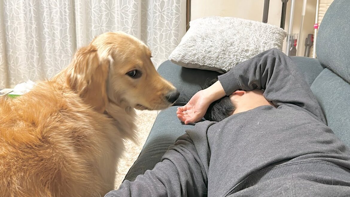パパの大きないびきに驚き生存確認に来るゴールデンレトリバーが面白すぎた