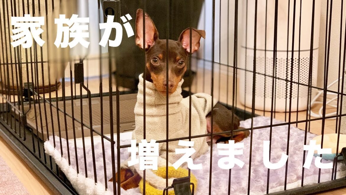 【多頭飼い】ミニピンの子犬をお迎えしました