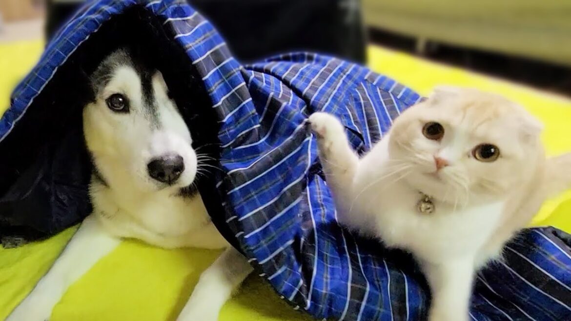 寒いのではんてんを買ったら自分の布団だと思った子猫と犬がこうなった 寒いのではんてんを買ったら自分の布団だと思った子猫と犬がこうなった