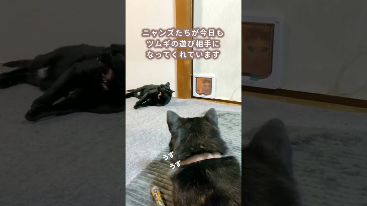 【犬と猫】甲斐犬の遊び相手をしてくれる猫が優しすぎる！