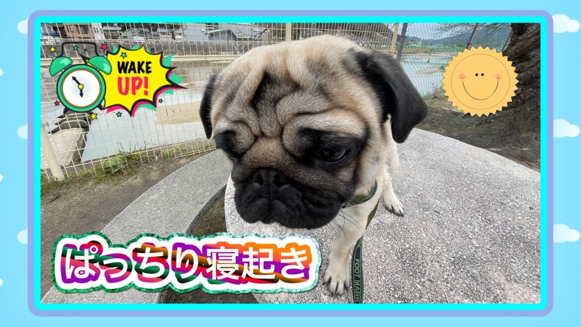 【ぼやき節】寝起きから遊ぶ気満々のパグが元気すぎて、飼い主がぼやく