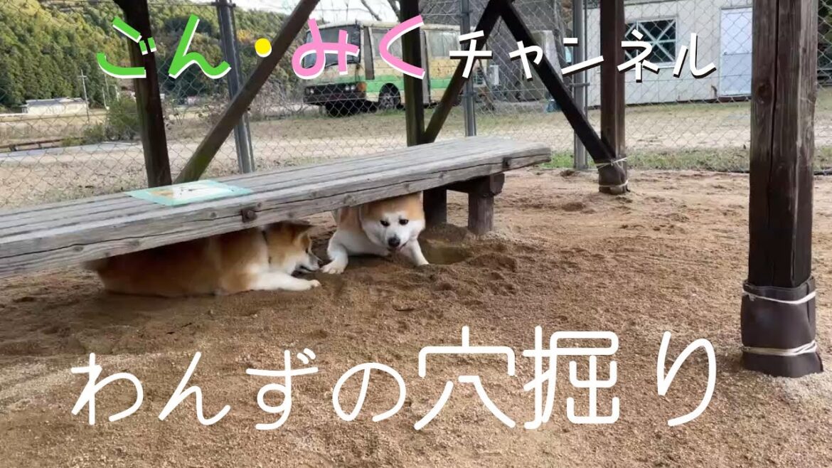 トンボで後片付け　秋田犬【ごん・みく チャンネル】2023/01/22
