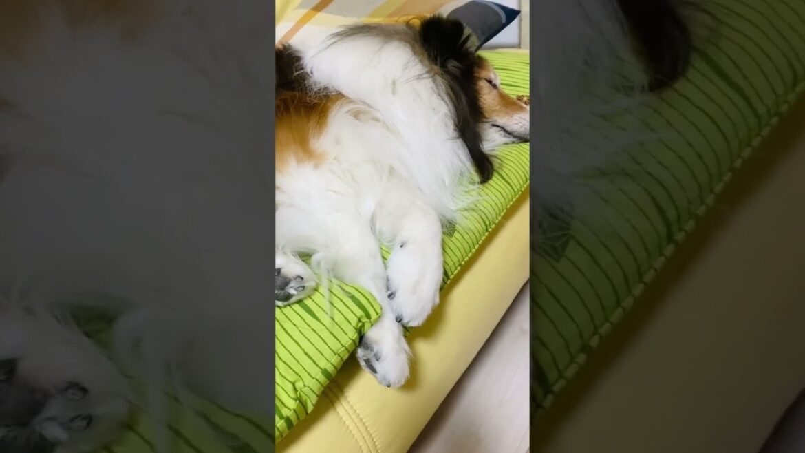 《シェルティ》 寒波でお散歩行けないけど、沢山走ってます🐾🐾