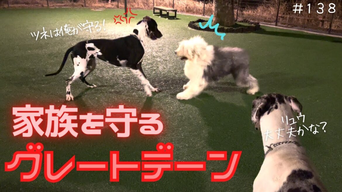 【兄妹愛】妹を守るため、立ち向かうグレートデーン