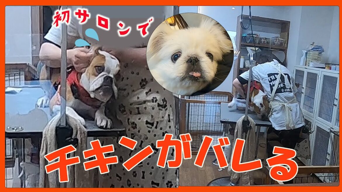 超チキンな強面をご覧ください…【ブルドッグ】竹子の初サロン！