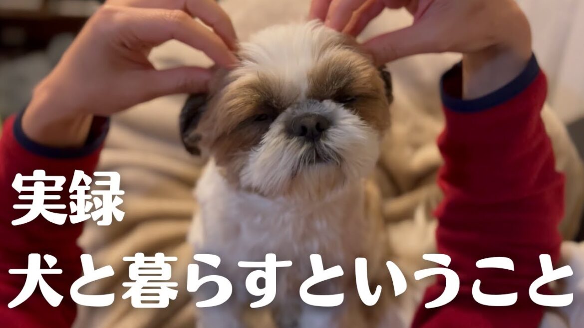 実録　犬と暮らすということ　【シーズーこもぎ】