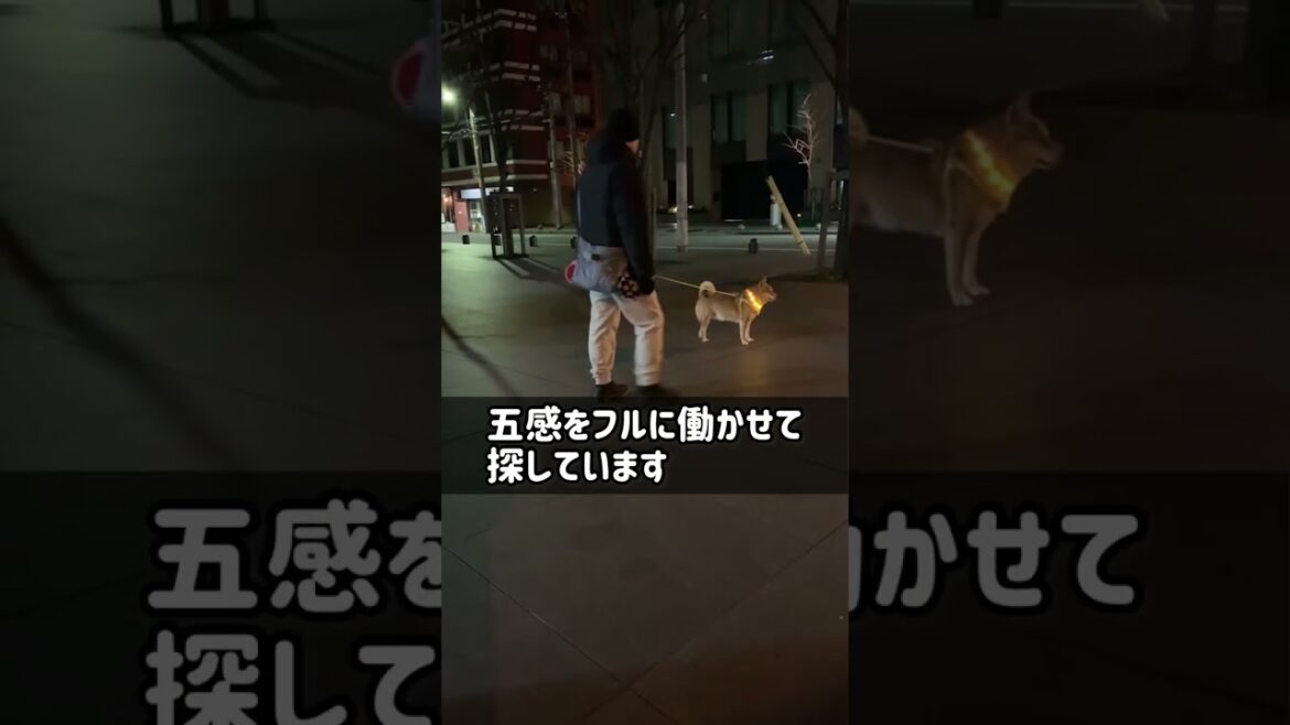 Vol.501 柴犬るな　散歩中に飼い主がいないことに気付いた柴犬のリアクションが可愛いすぎた！@shiba-dogg-lunachannel0913