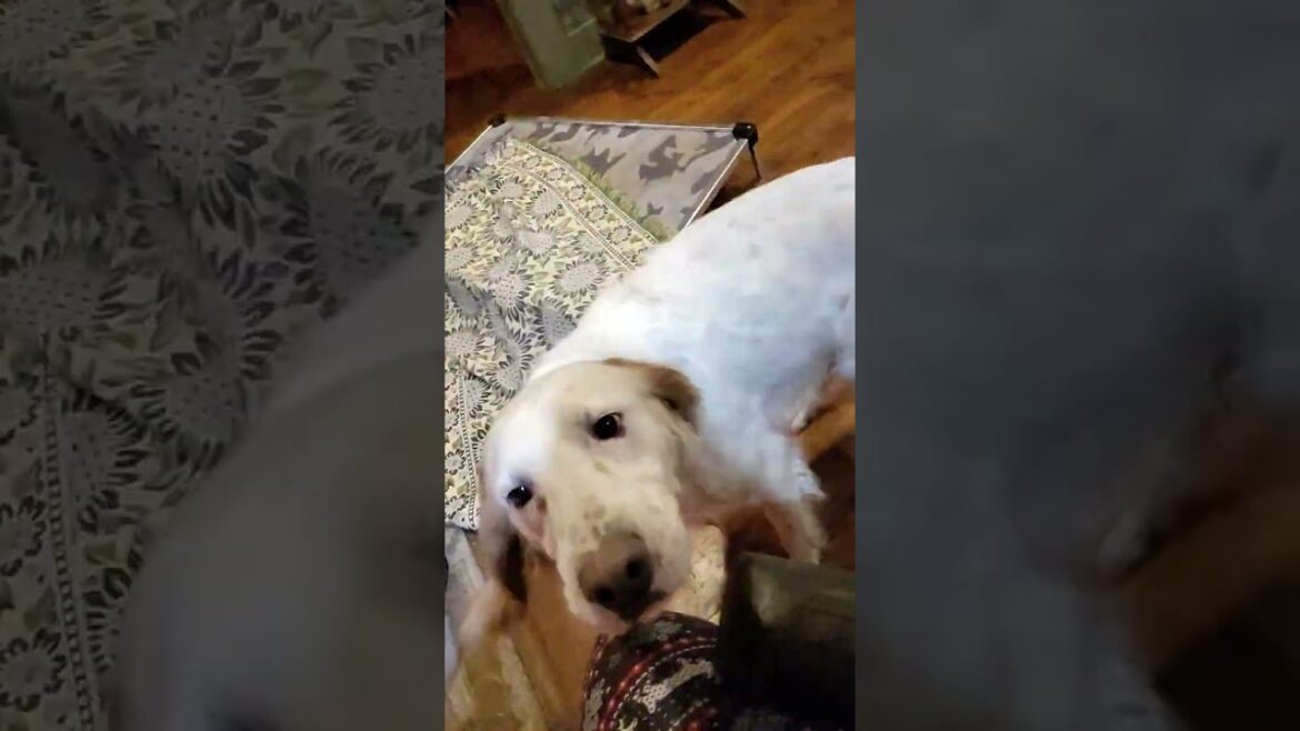 English setter being a setter