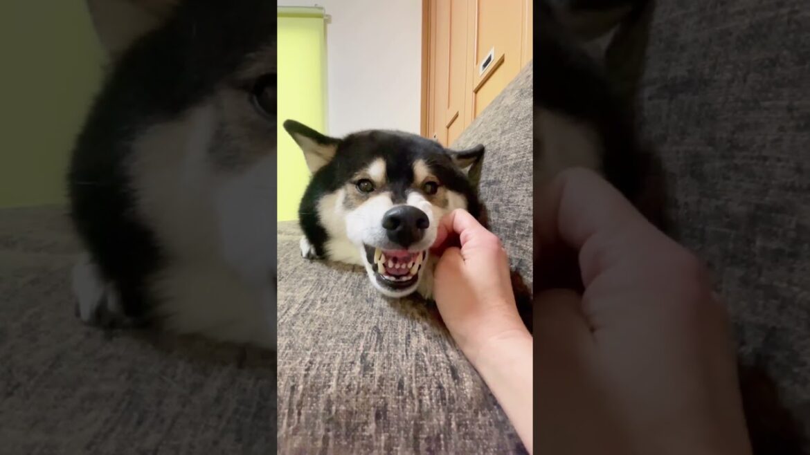 【驚愕】唸る柴犬の鼻からとんでもない物が飛び出した！！