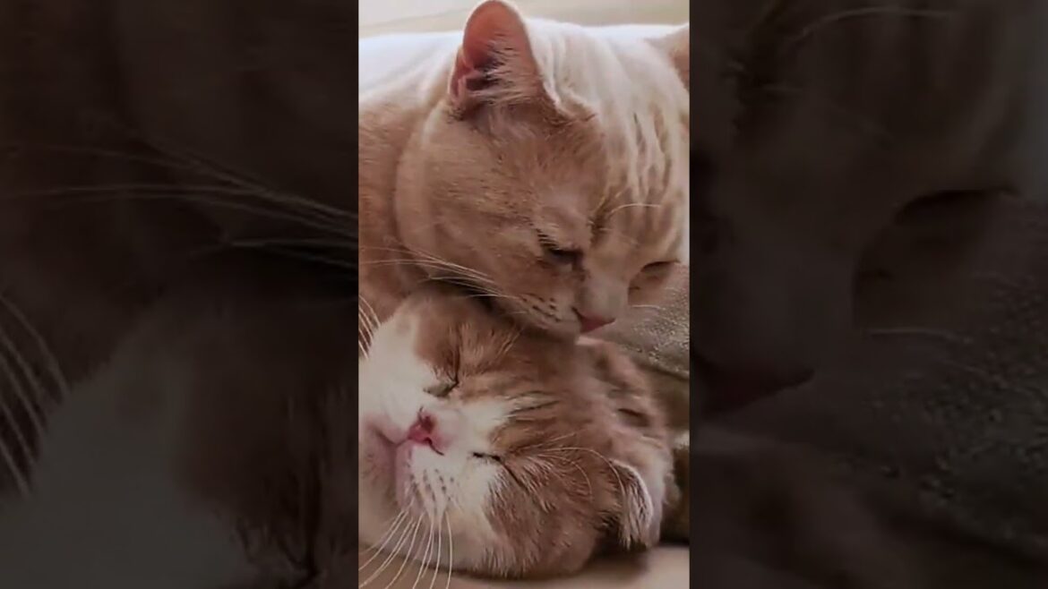食べそうな勢いですね　 #スコティッシュフォールド #猫 #マンチカン短足