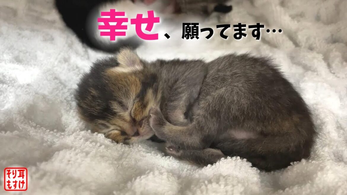 たった60gで産まれた赤ちゃんの幸せを願い、素敵な名前を付けました【奇跡のイクメン猫】