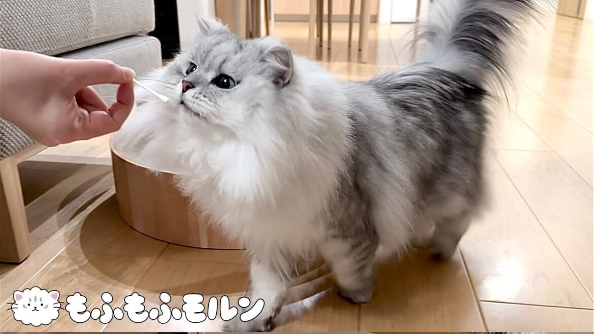 猫は綿棒が好きというのは本当ですか？ 【サイベリアン】