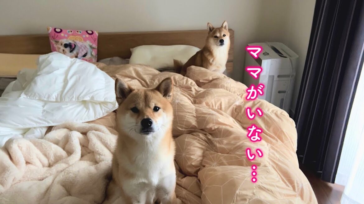 起きたら大好きなママがいなくなってました… 起きたら大好きなママがいなくなってました…