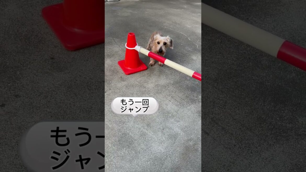 🐶くれよんとケロヨンの違い😊 ワイヤーダックス犬