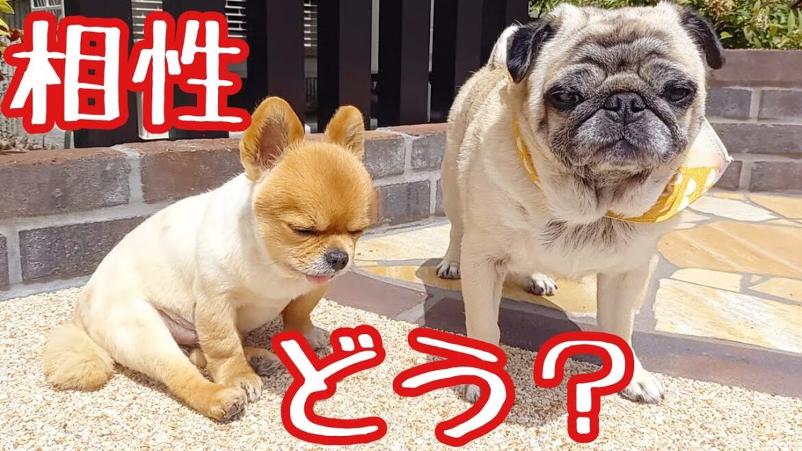 パグとチワワは仲良し?犬種違いの多頭飼いの検証! パグとチワワは仲良し?犬種違いの多頭飼いの検証!