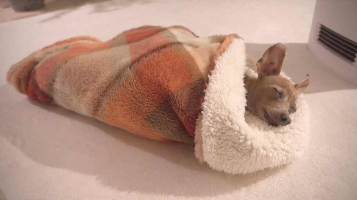 お風呂あがりにお包みされて寝落ちしちゃった子鹿犬、とても寒い日ルーティン【ミニピン／元保護犬】