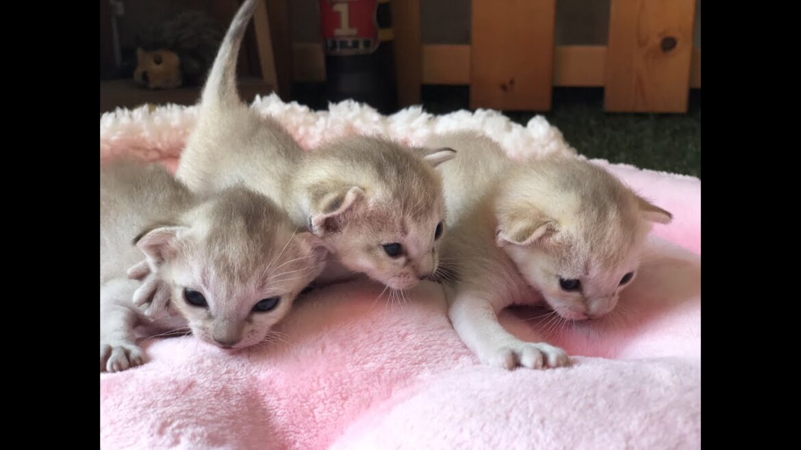 【シンガプーラ　子猫】シンガプーラの赤ちゃんのお昼寝⭐️