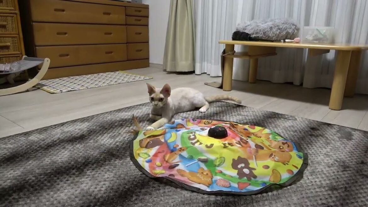 新しいおもちゃを気に入ってたくさん運動してくれたデボン猫です。 新しいおもちゃを気に入ってたくさん運動してくれたデボン猫です。