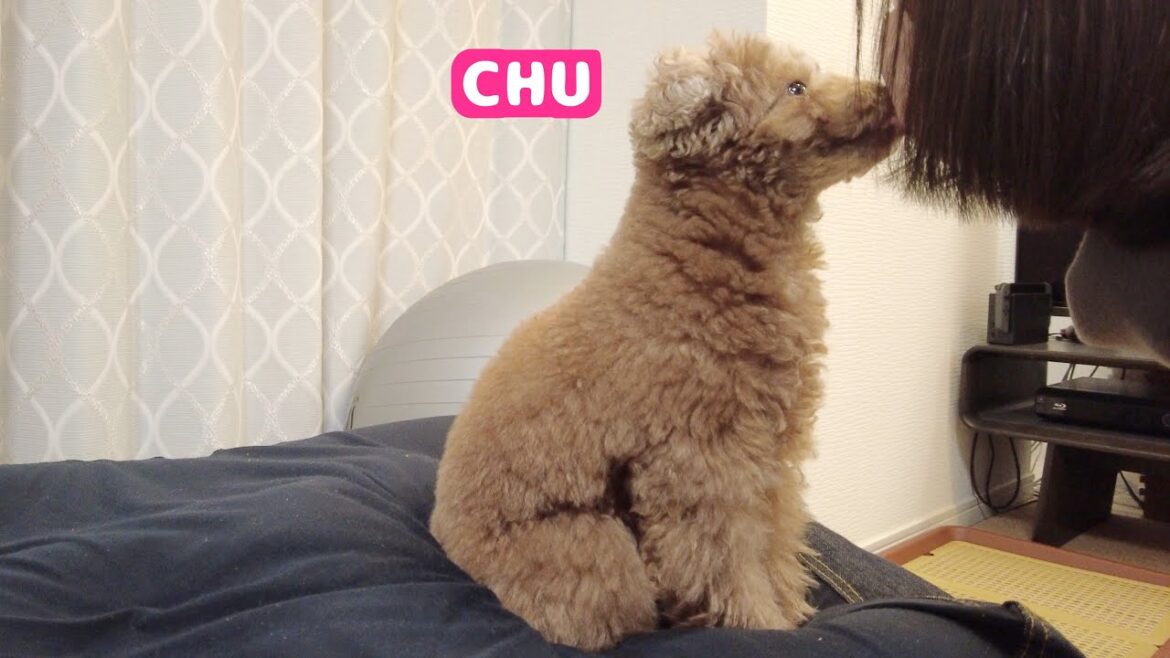 くつろいでいる兄犬にチューしてと言うとこのあとまさかの…