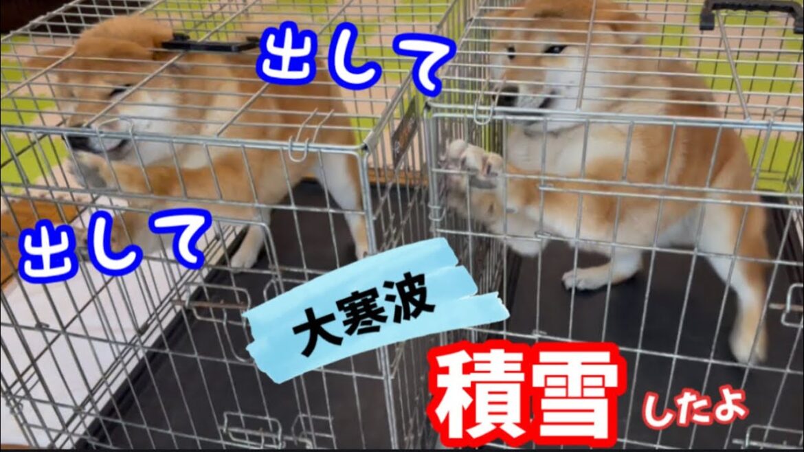 【柴犬】嬉しすぎて大喜びのご対面が可愛いすぎ！最強寒波到来！