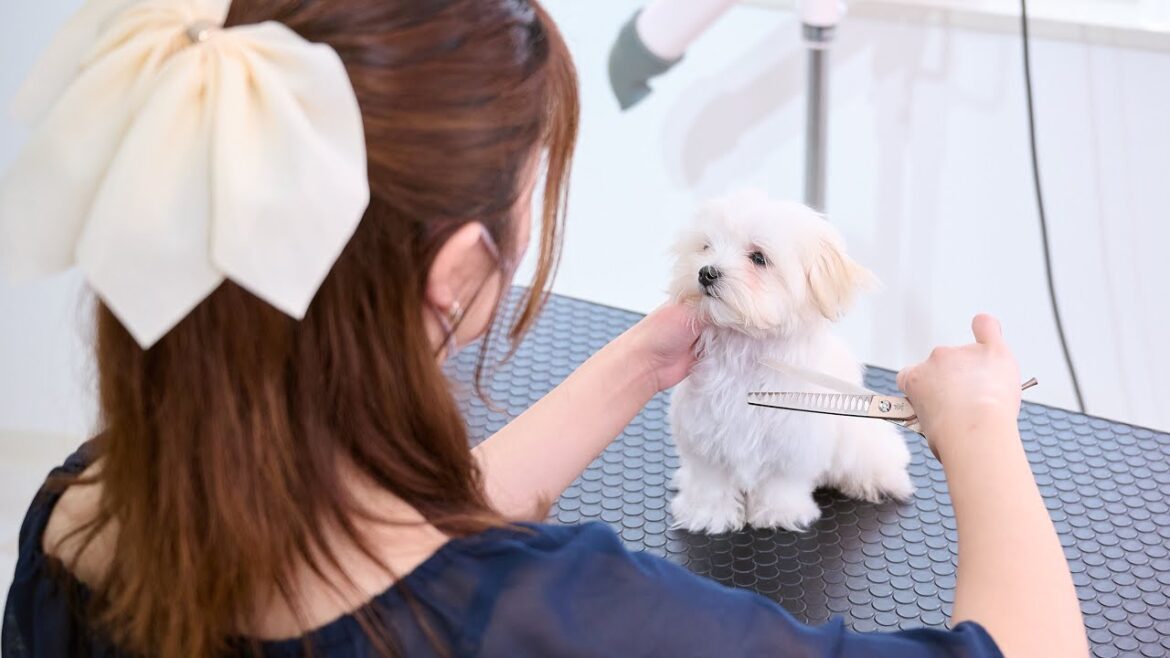 今までで一番小さいマルチーズのトリミングは史上最強に可愛い♡ 今までで一番小さいマルチーズのトリミングは史上最強に可愛い♡