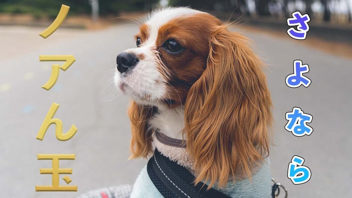 1日入院して去勢手術してきました 1日入院して去勢手術してきました