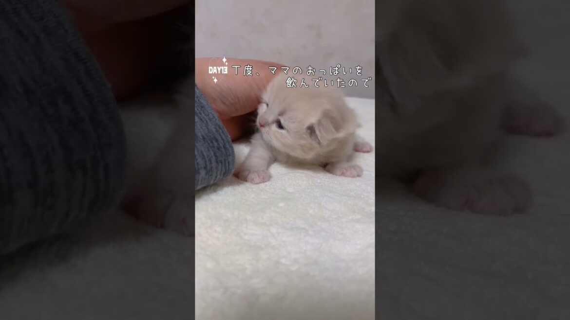 【今日もふ】まんまる！ミヌエット子猫♡DAY13【2023年1月24日】