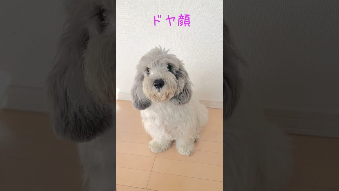 たまりません❤︎甘えるぽち 「ちょうだい!ちょうだい!」と可愛い鳴き声  #shorts #犬  #鳴き声 #甘え #可愛い #プチバセット#癒し #dog #petitbasset #お手 たまりません❤︎甘えるぽち 「ちょうだい!ちょうだい!」と可愛い鳴き声  #shorts #犬  #鳴き声 #甘え #可愛い #プチバセット#癒し #dog #petitbasset #お手