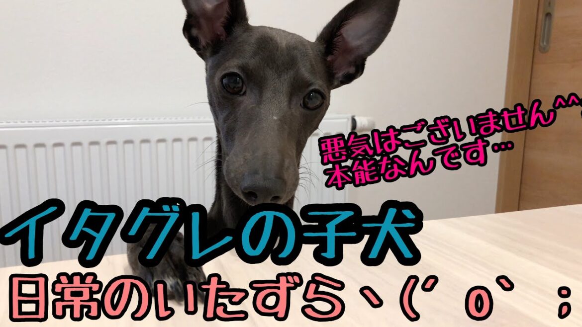いたずら。【イタグレ】【イタリアングレーハウンド#18】