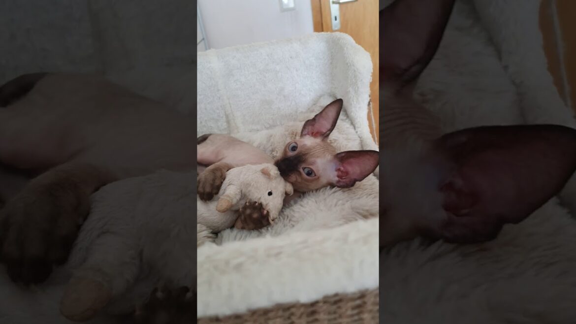 Cornish Rex Cat baby, Kitten Kalani is playing with big mouse. Take a look!!!